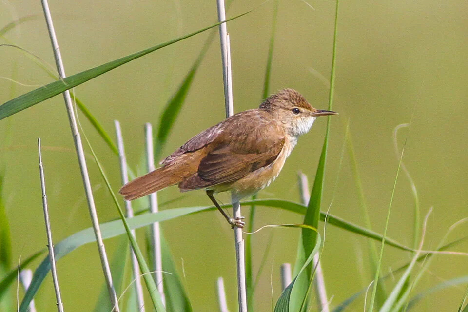 Eurasian Reed warbler