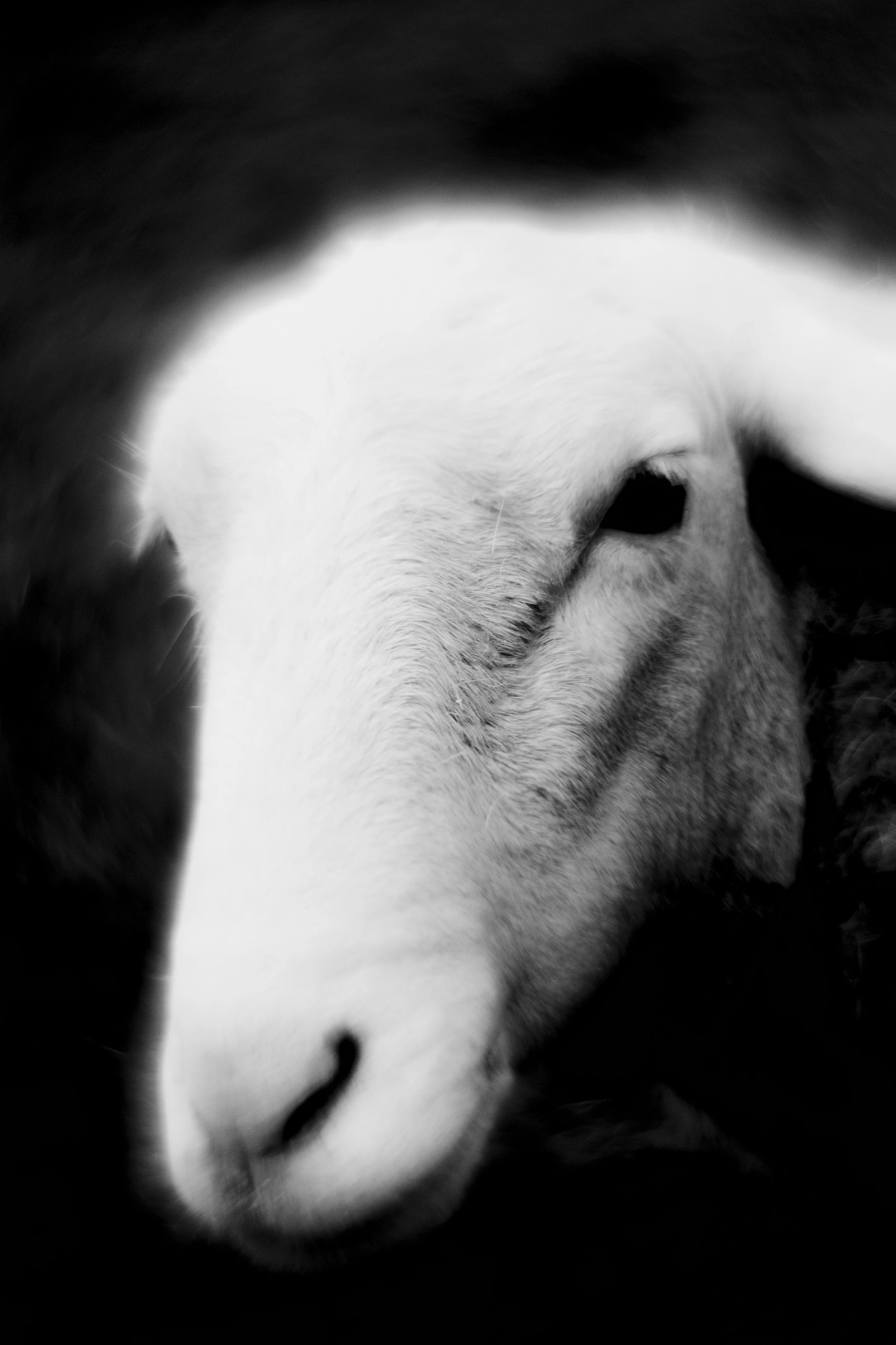 42 For Billie 11x14.JPG