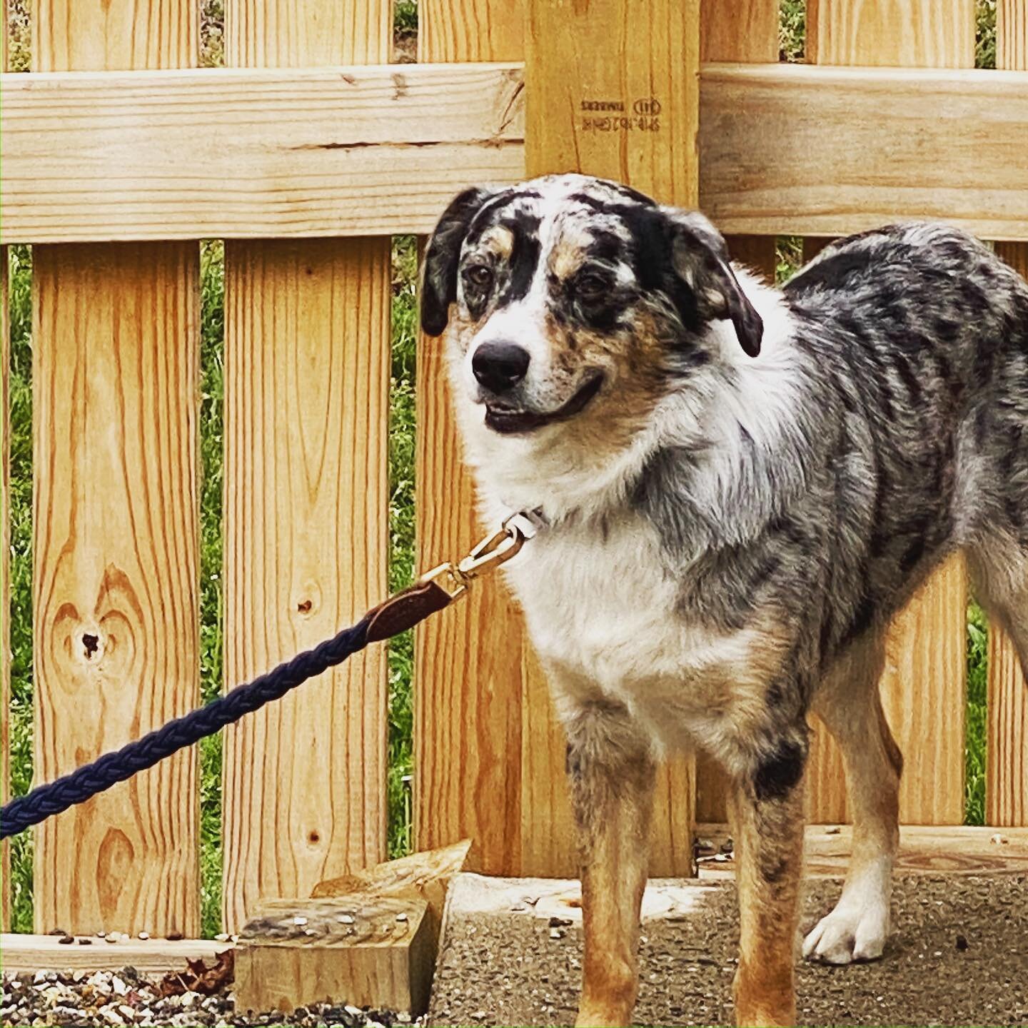 These dogs can&rsquo;t escape the pup-arazzi! 🐾 Celebrate National Dog Day at Hops 44 with two dog-friendly patios and the &ldquo;Dog Menu&rdquo;, including delicious options for your furry friend. 🐶 

#Savectrestaurants #ctbites #cteats #goodcteat