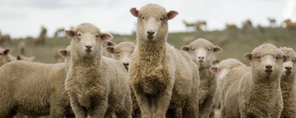 sheep-1000x400_c.jpg