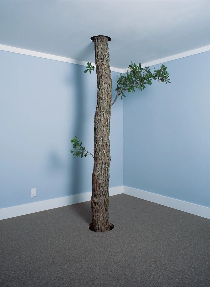 tree room flat.jpg