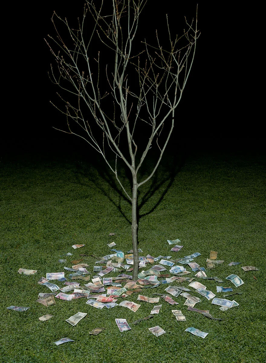 Money Tree.jpg