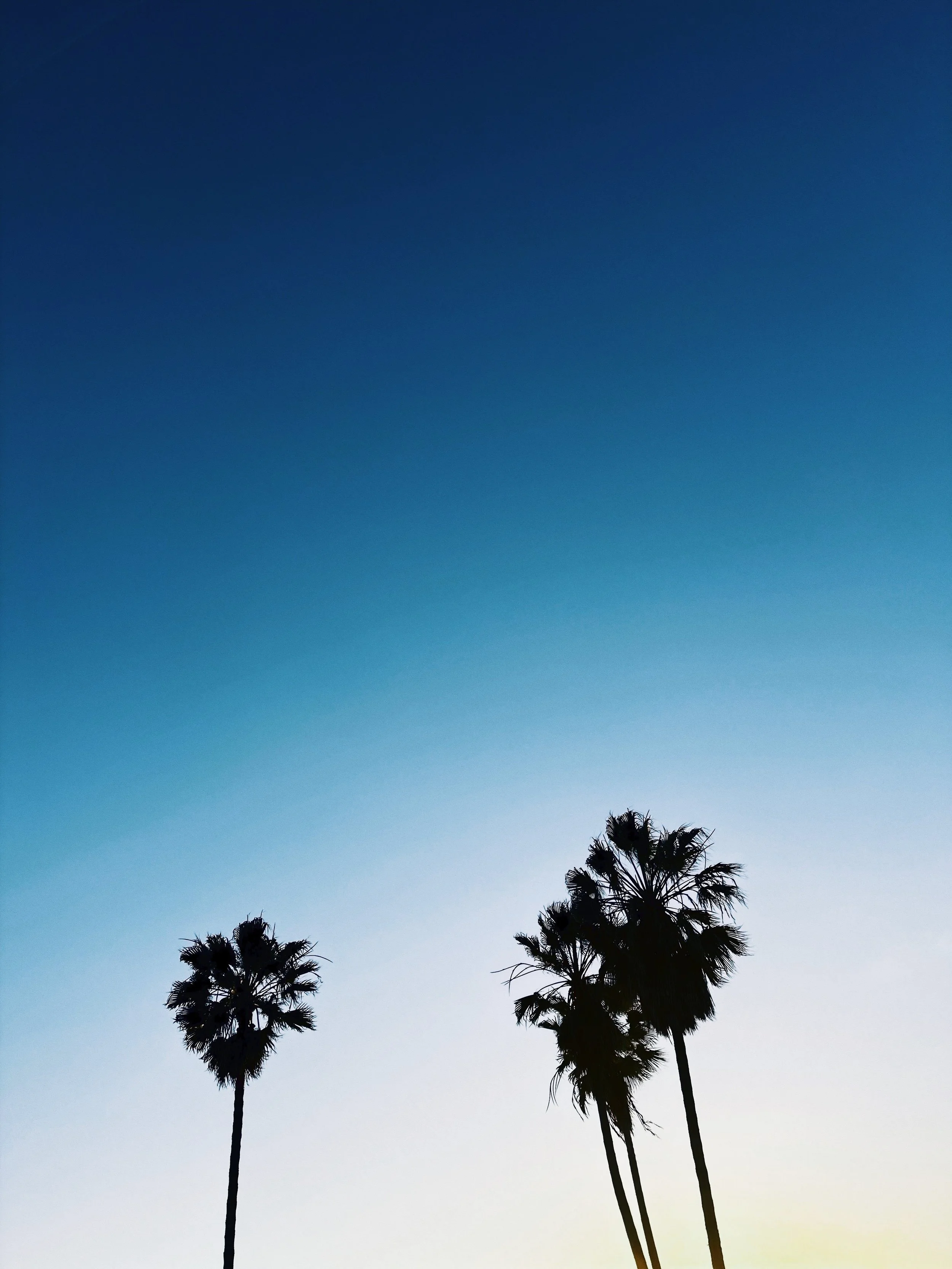 PALM TREES ALWAYS DIVE IN THE BLUE