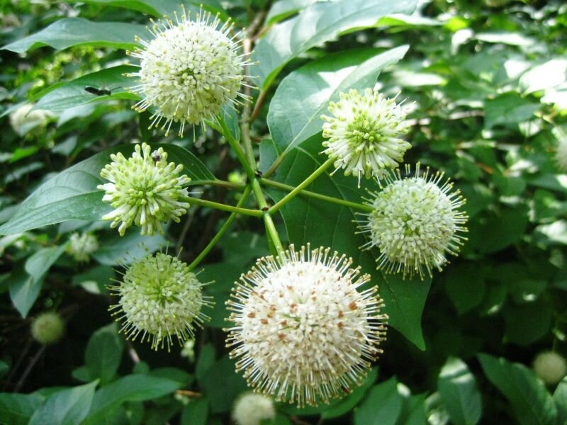 Buttonbush-210-900-600-80.jpg