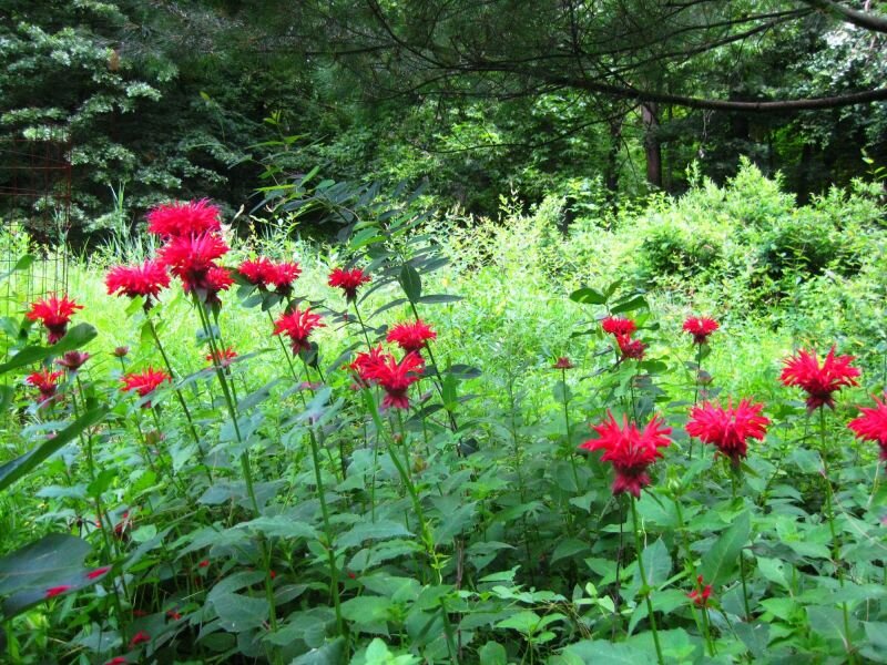 bee_balm-208-900-600-80.jpg