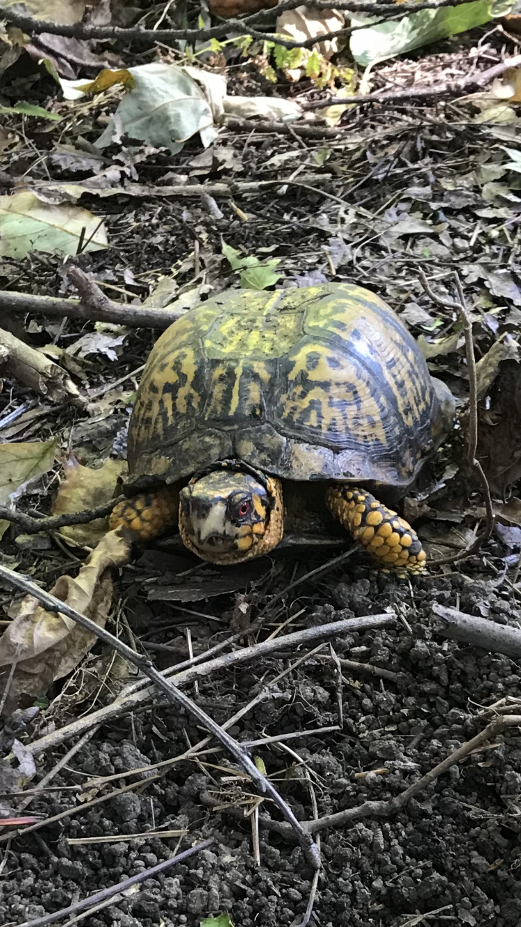 Eastern Box Turtle  National Wildlife Federation