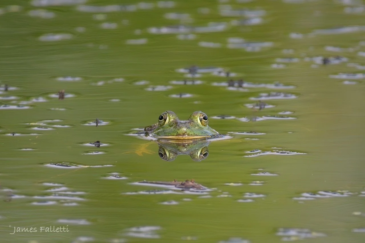 Frog in Water.jpg