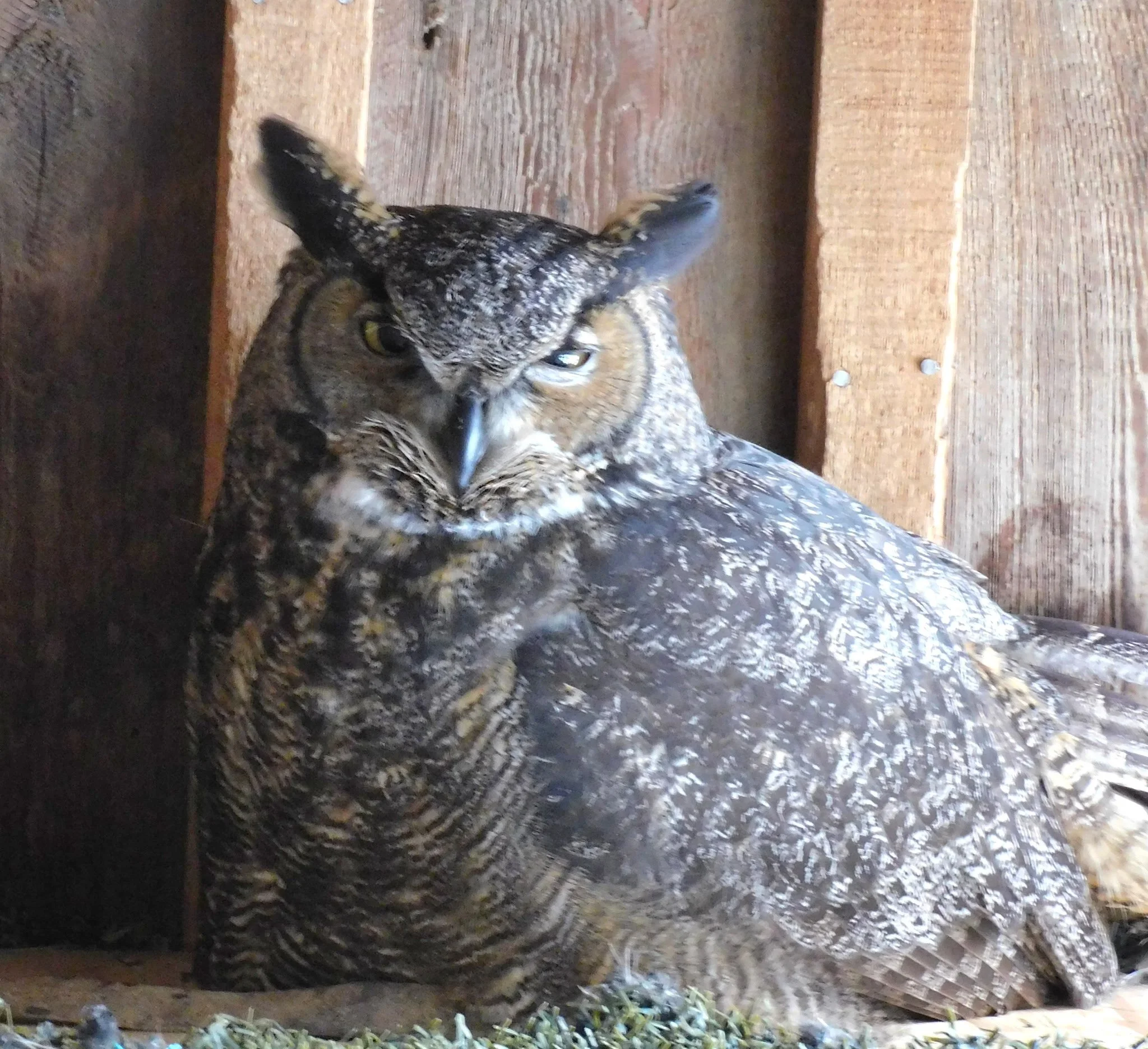 Great Horned Owl