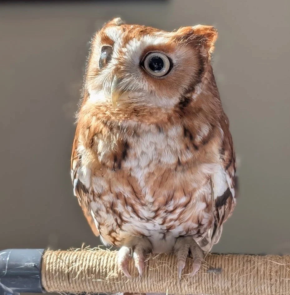 Support our non-releasable raptors