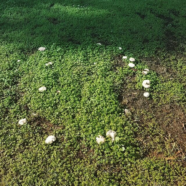 A fairy mushroom ring has popped up in the grass. A little reminder of the mystery of nature and the infinite circle of life. #empoweredheart #life #mystery # nature #zen #stressfree