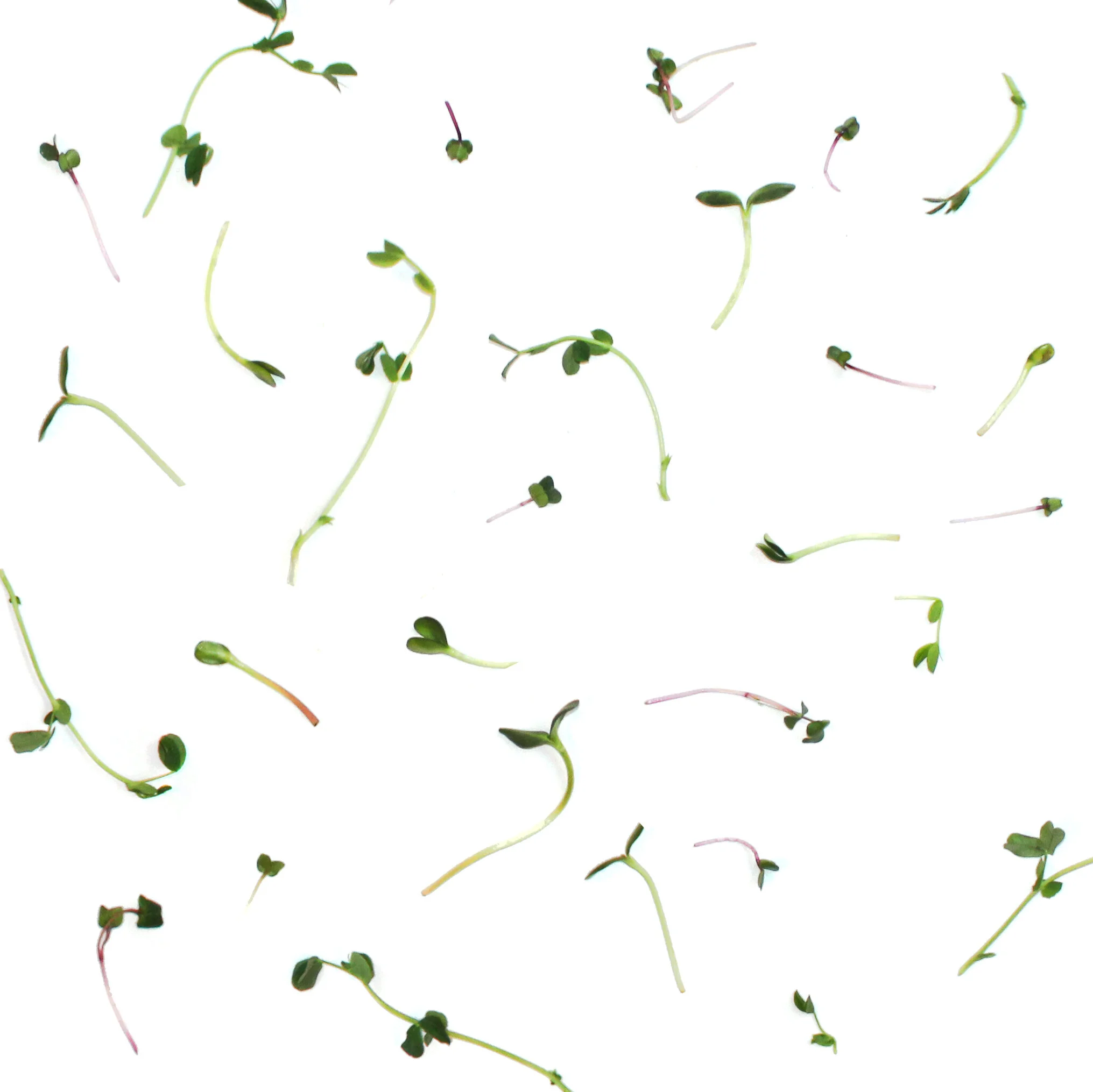miro-pattern.jpg