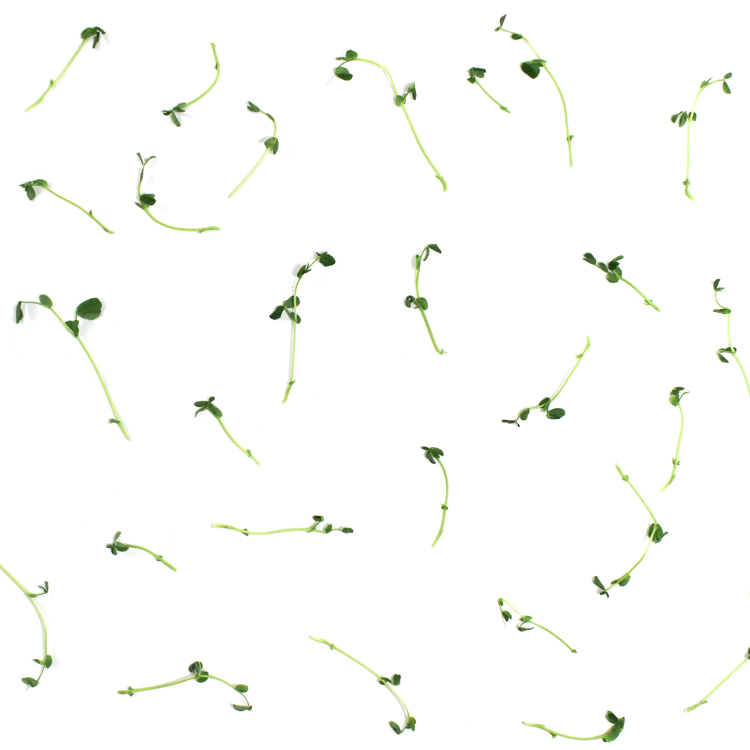 pea-pattern.jpg