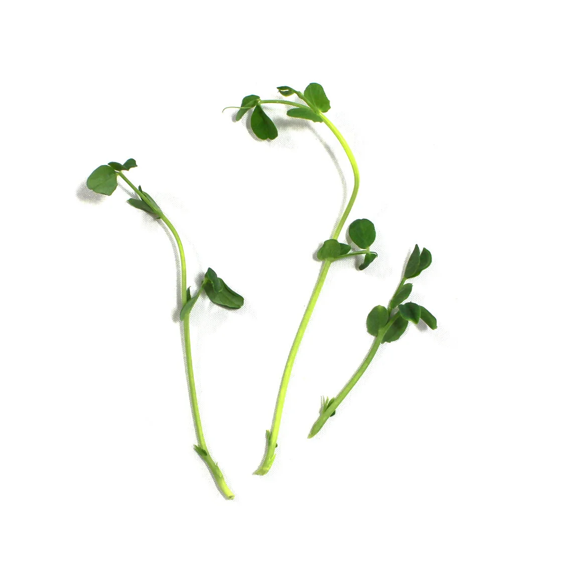pea-detail-goup.jpg