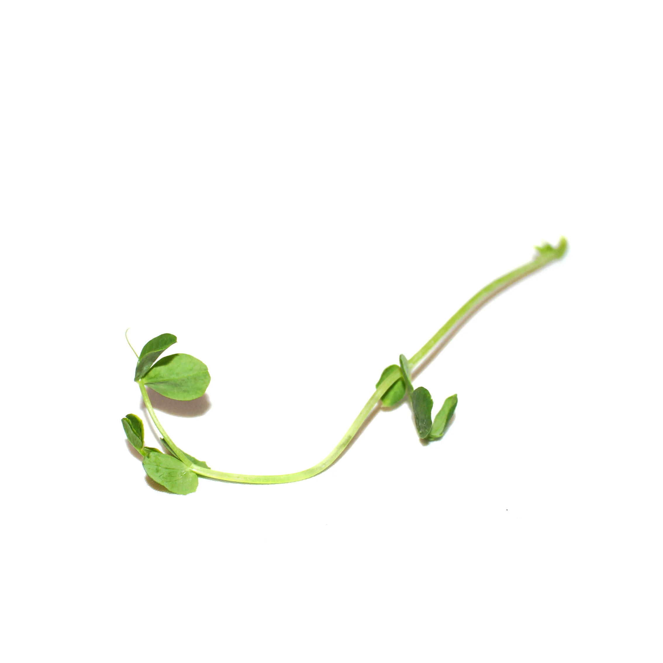 pea-detail-single.jpg