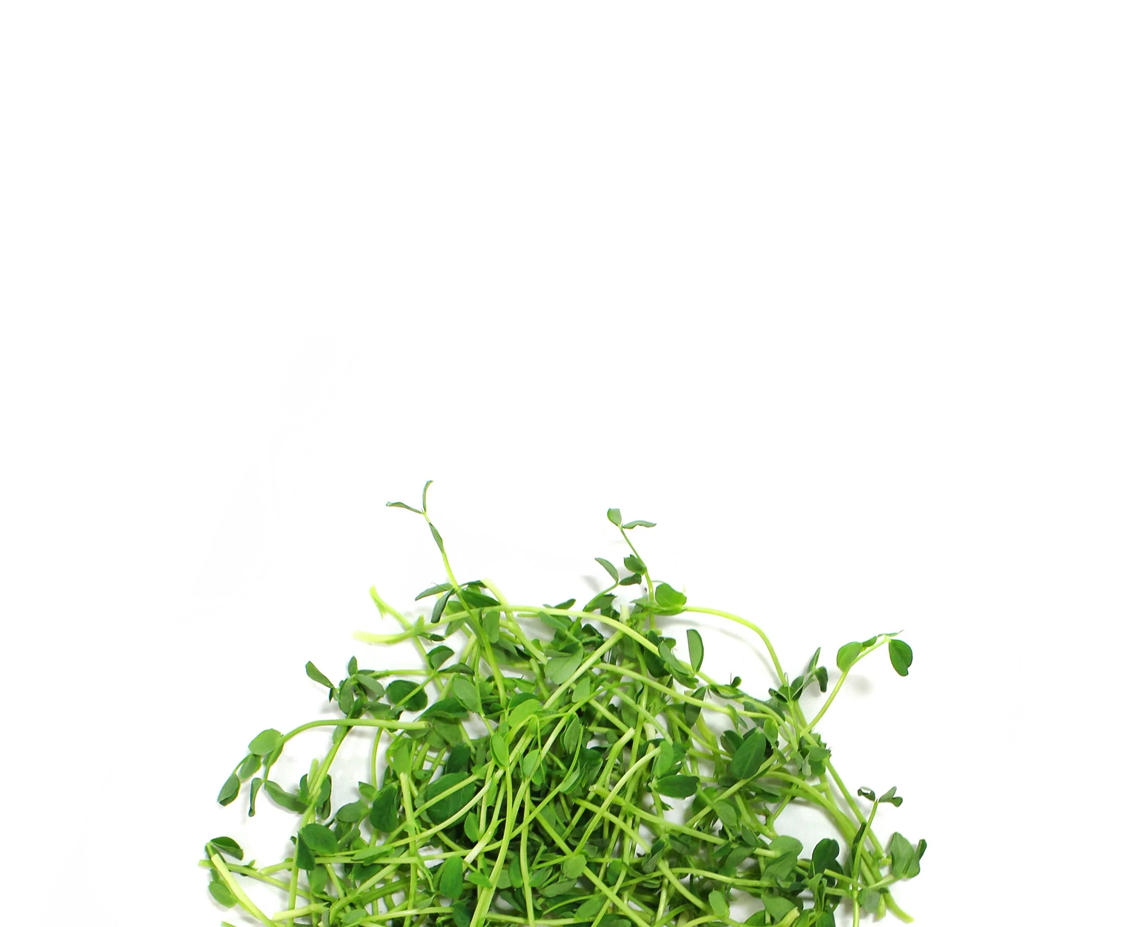 pea-pile-bg.jpg