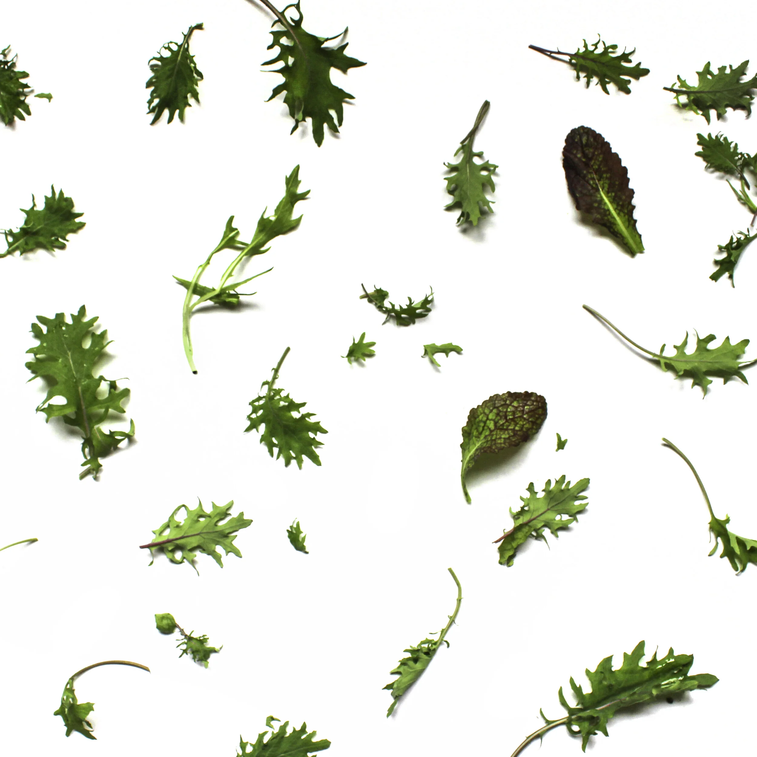 mixed-greens-pattern-sq.jpg