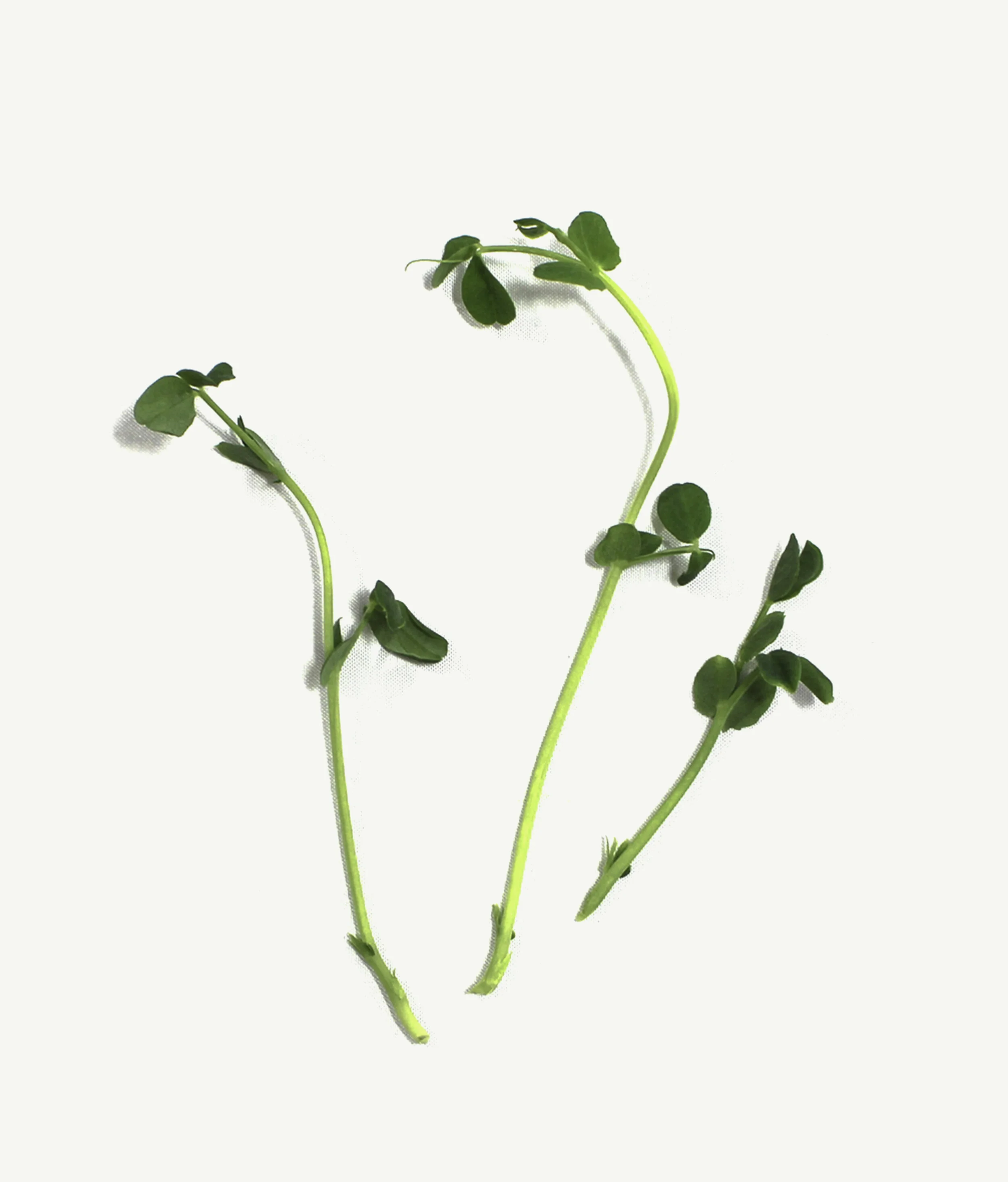 Order for Pickup: Pea Shoots 1/2 lb