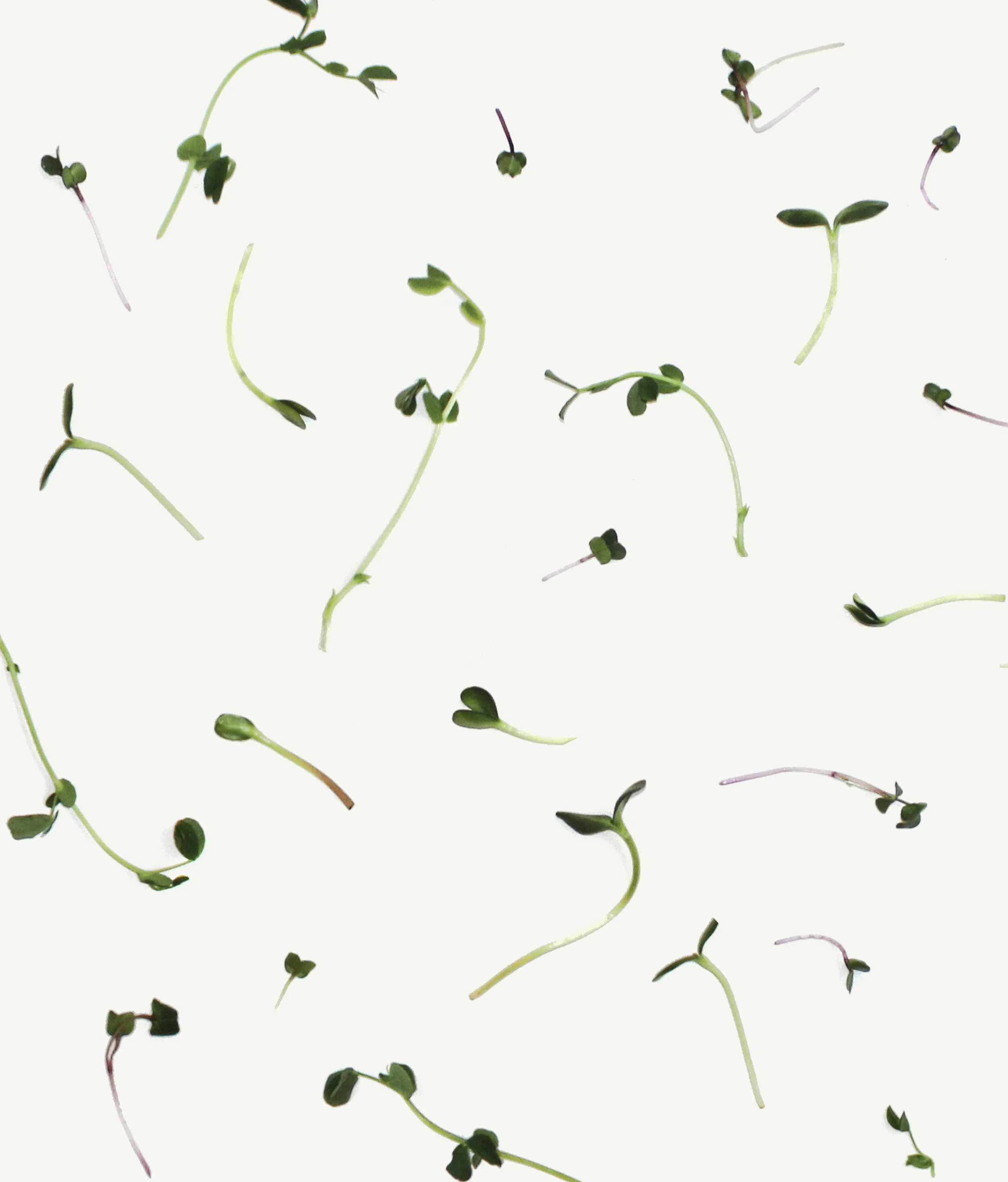 Order for Pickup: Micro Greens Mix 1/2 lb