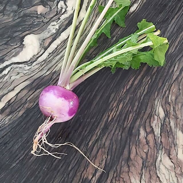 Restock! Visit The Post at 908 reed rd. Gibsons to snag a lovely bunch of purple turnips for dinner... the colour is unreal! $3/bunch (1lb)