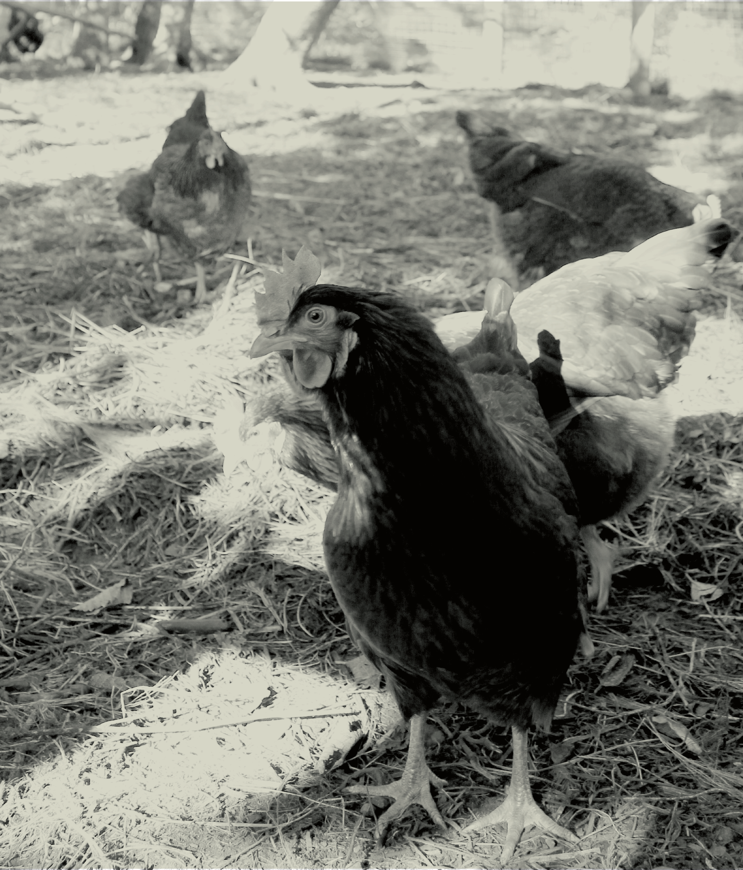 chickens-17.png