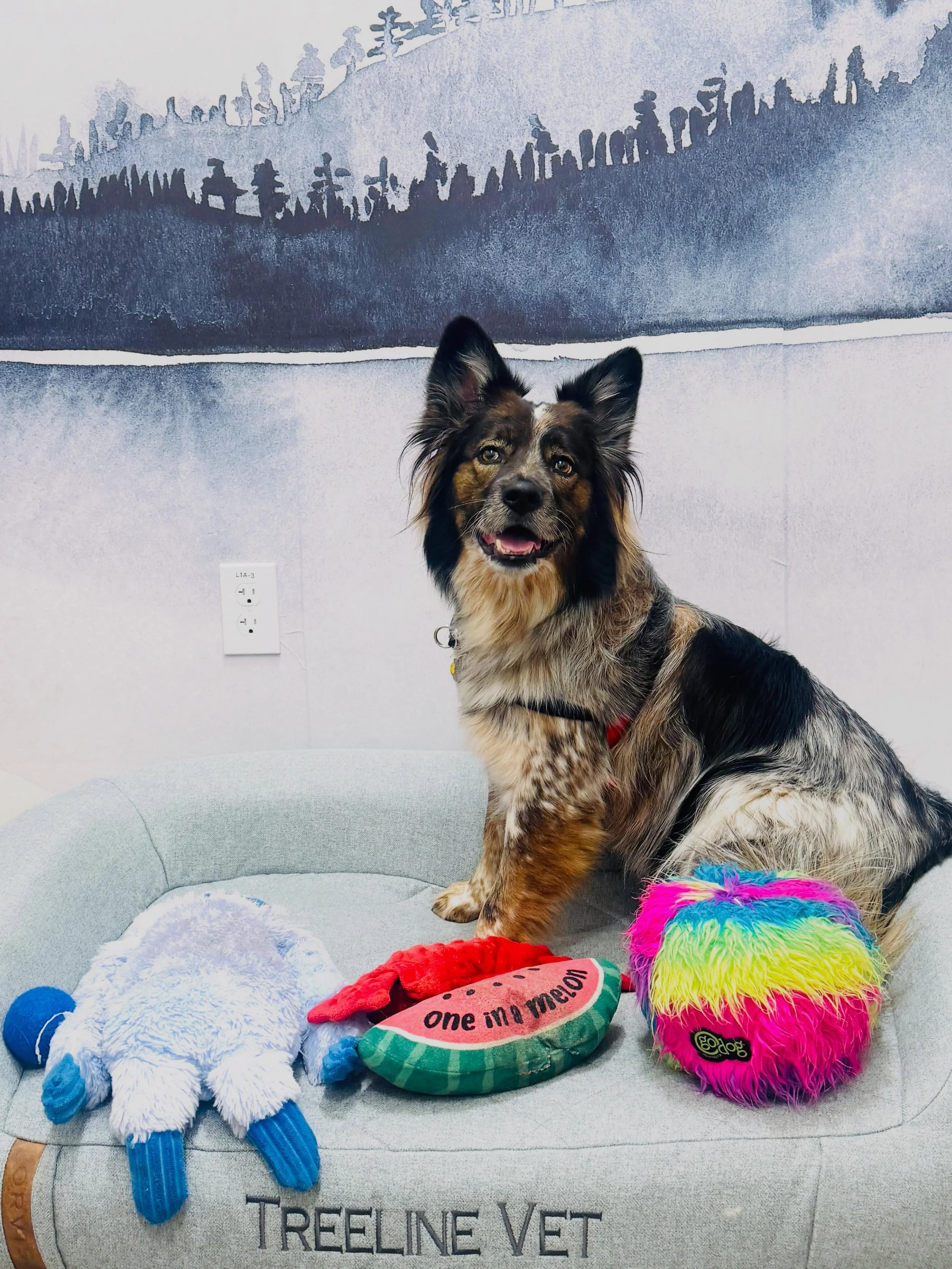 Luna received her first chemotherapy treatment this week - and she brought all her emotional support toys! She was such a champ! 

#veterinaryoncology #mastcelltumor #petcancer #petcancerawareness