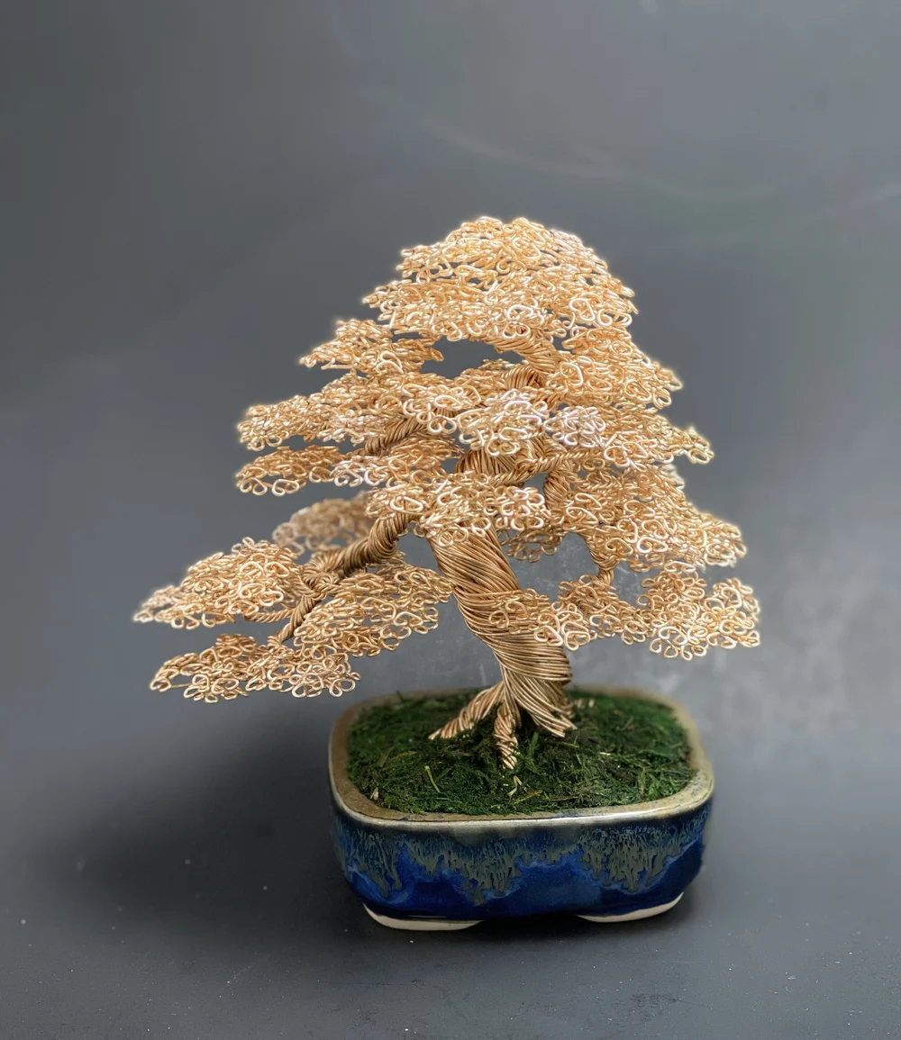 bonsai starter set erfahrungen Complete Mini Bonsai Starter Kit main image 1