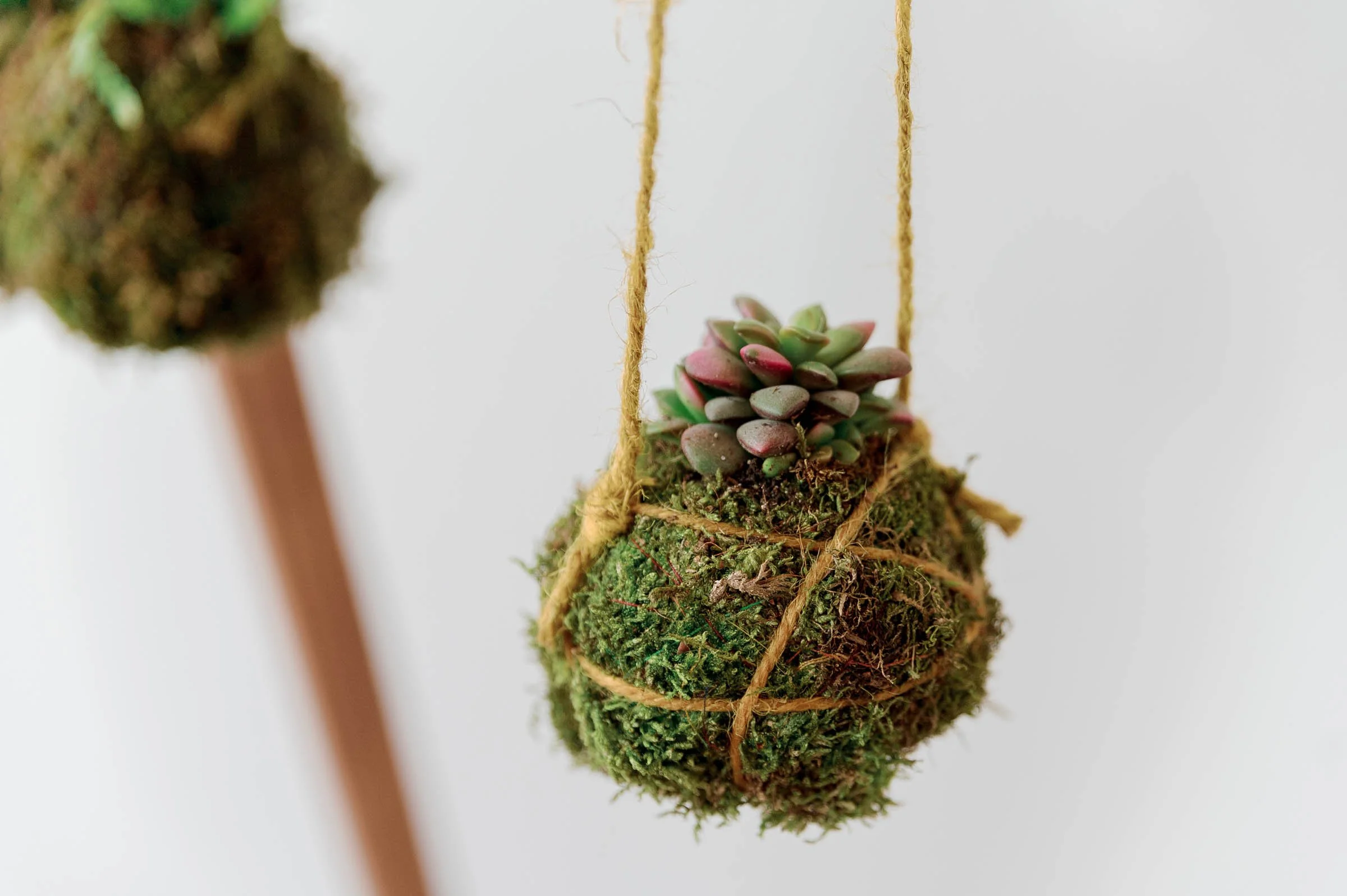 Pflegeanleitung Kokedama — Kokedamas, und Dekoration