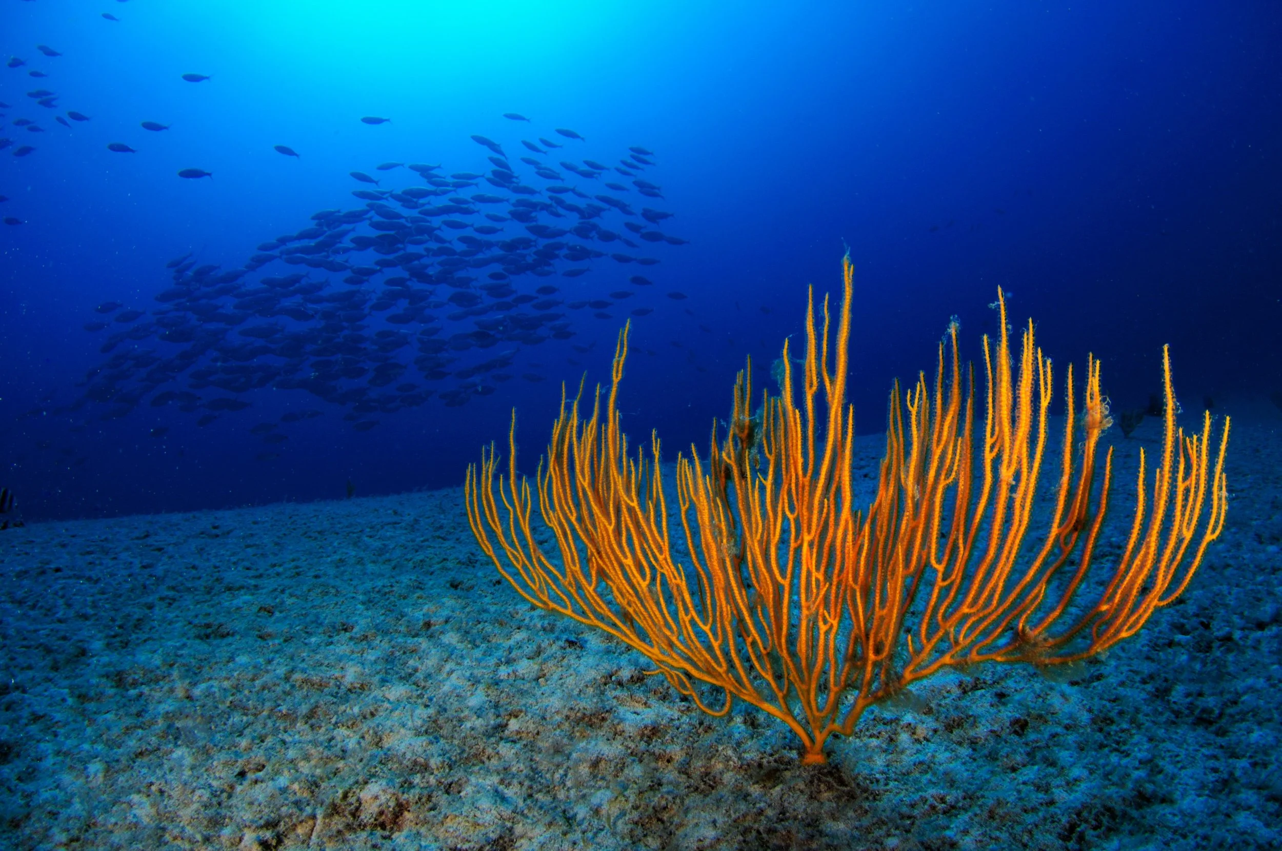 EUO © OCEANA Carlos Minguell 36368.jpg