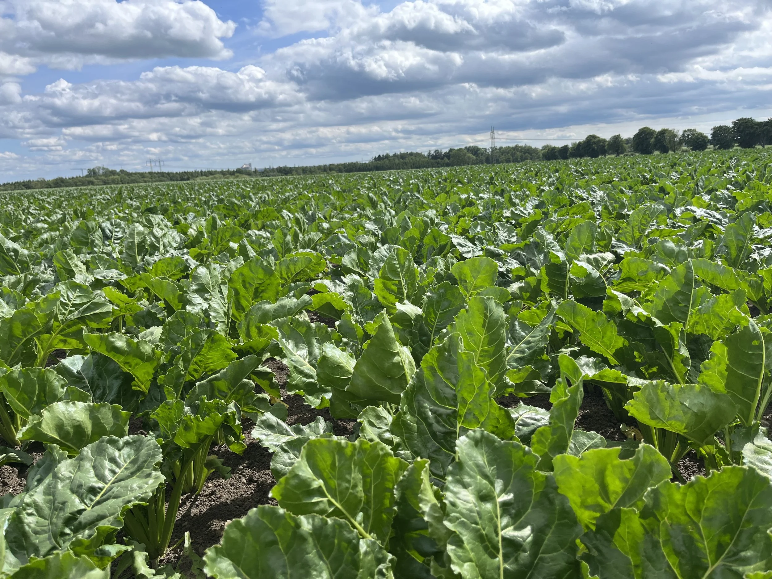 Nordic Sugar og Danske Sukkerroedyrkere har indgået et forlig i den anlagte voldgiftssag om roeprøvetagning