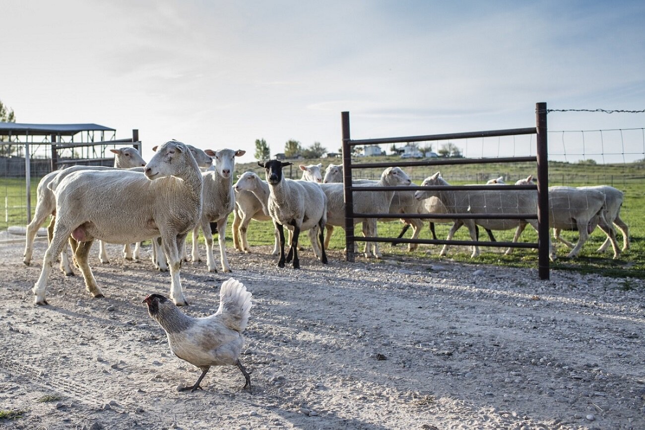 sheep-dorset.jpg