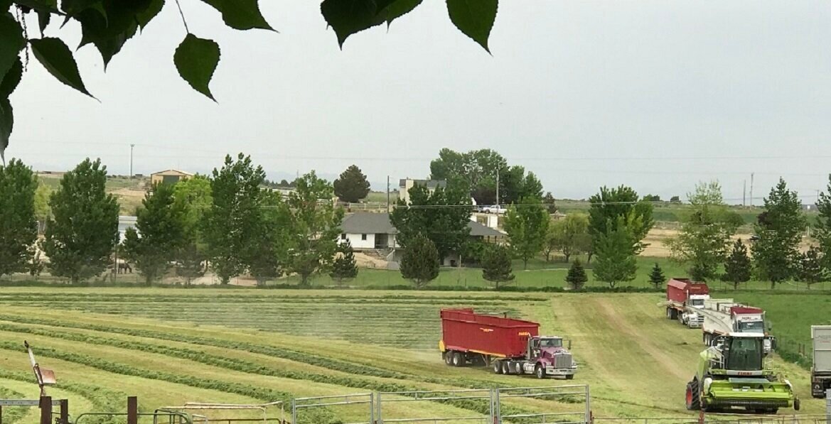 hay-harvest.jpg