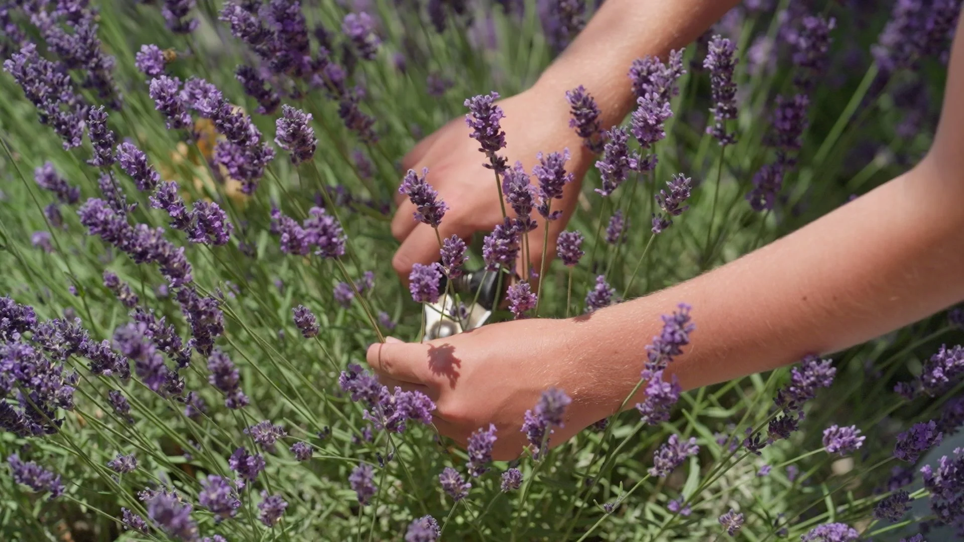 Lavender4.jpg