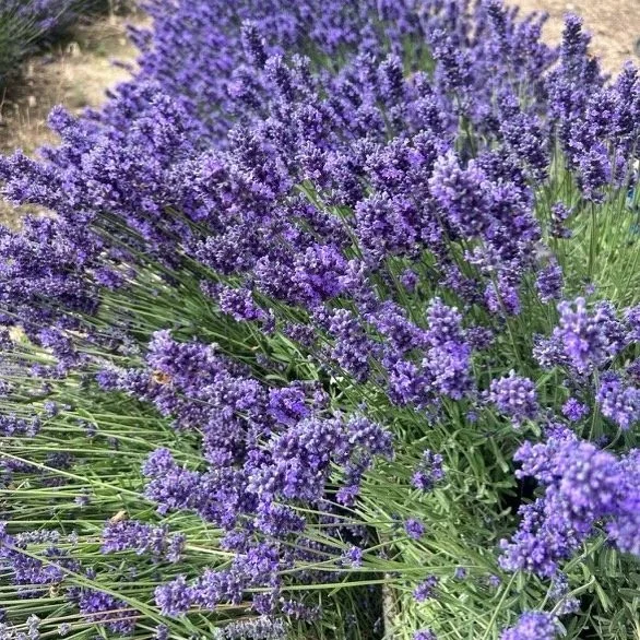 lavender+2024.jpg