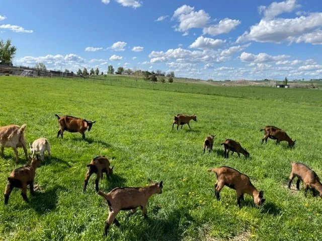 goats-f-2023.jpg