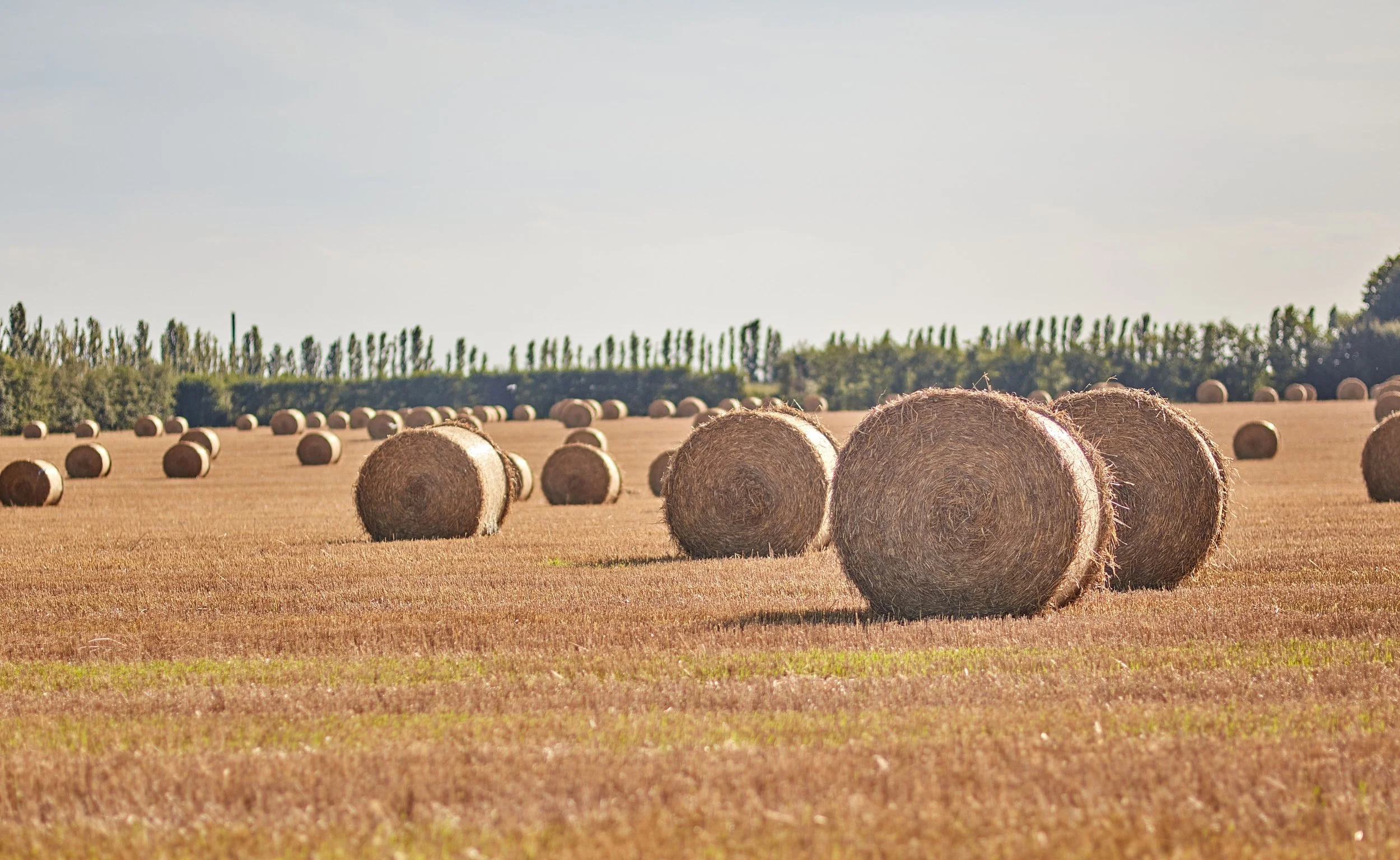 European Forage Association arrangement i Danmark