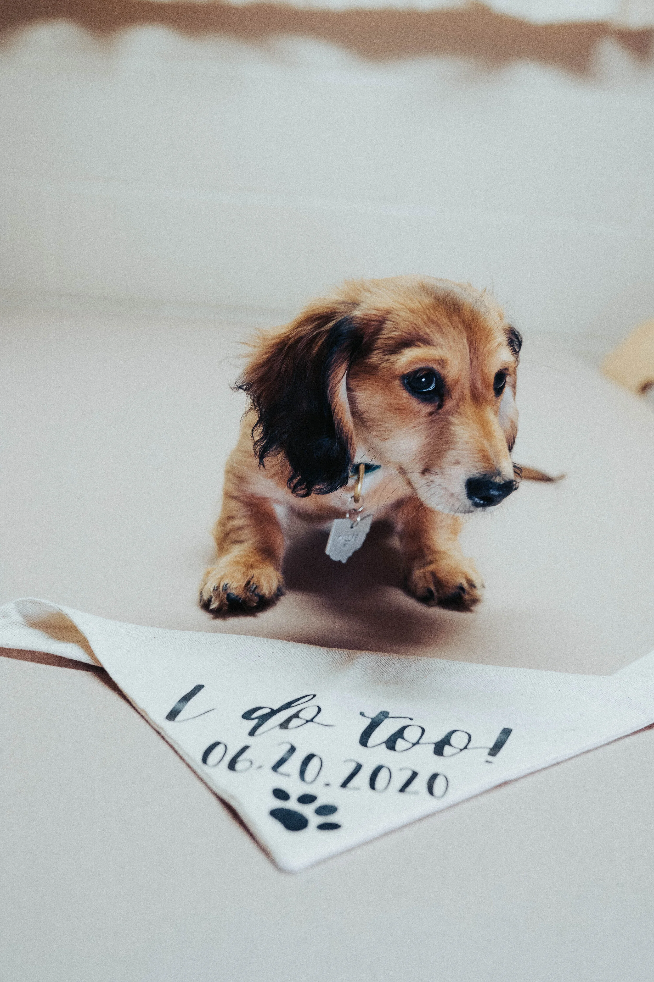 Puppy (5 of 5).jpg