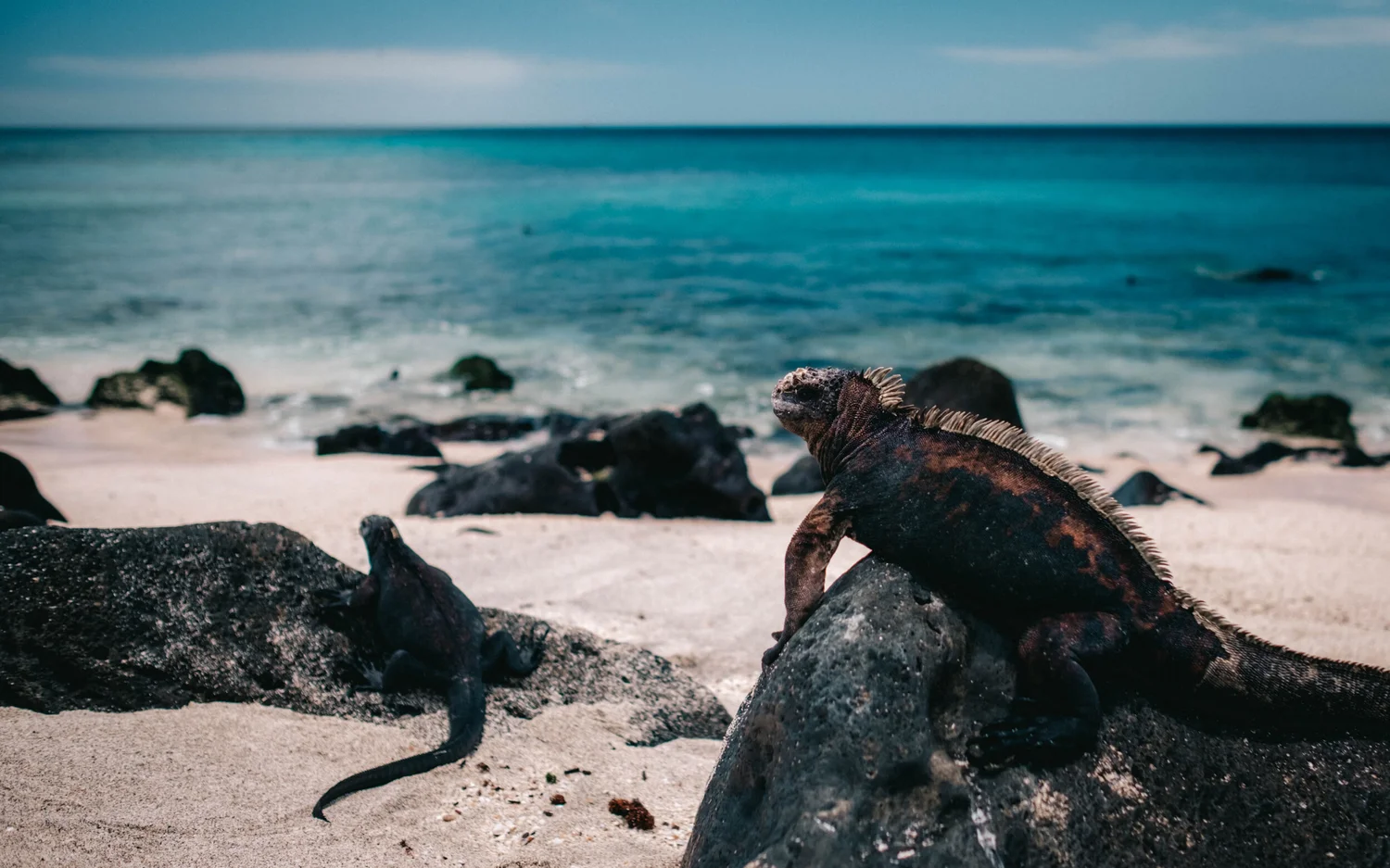 Support Projects Galapagos