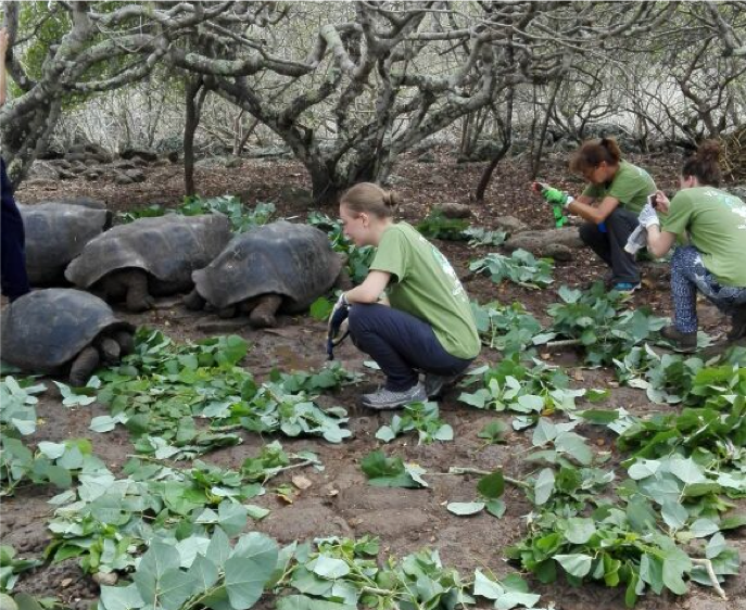 Giant tortoise near the Projects Galapagos eco-reserve