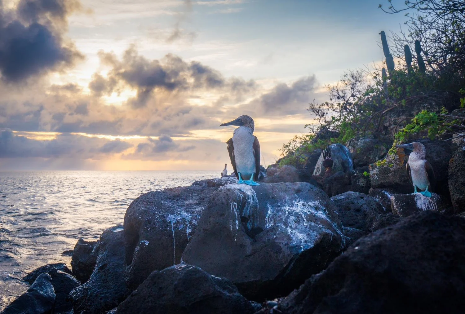 Blue-footed booby