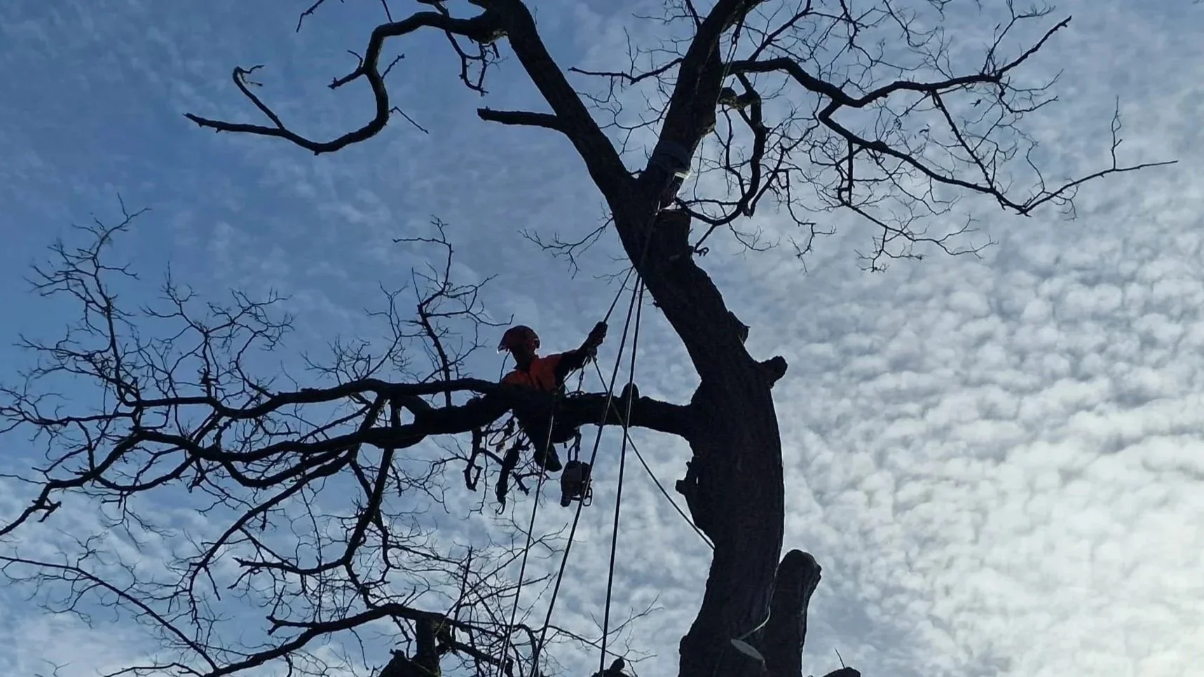 When is the best time to prune a tree? A Tree surgeon’s guide