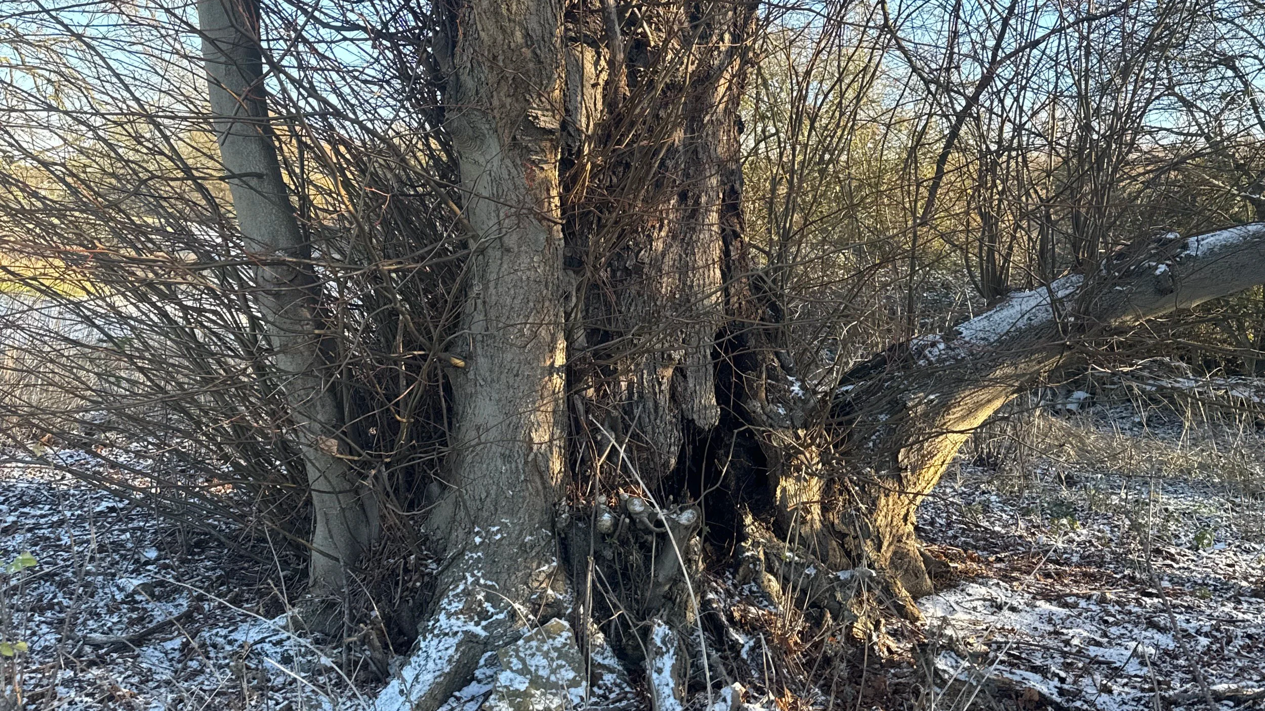 What is epicormic growth and why is it important?