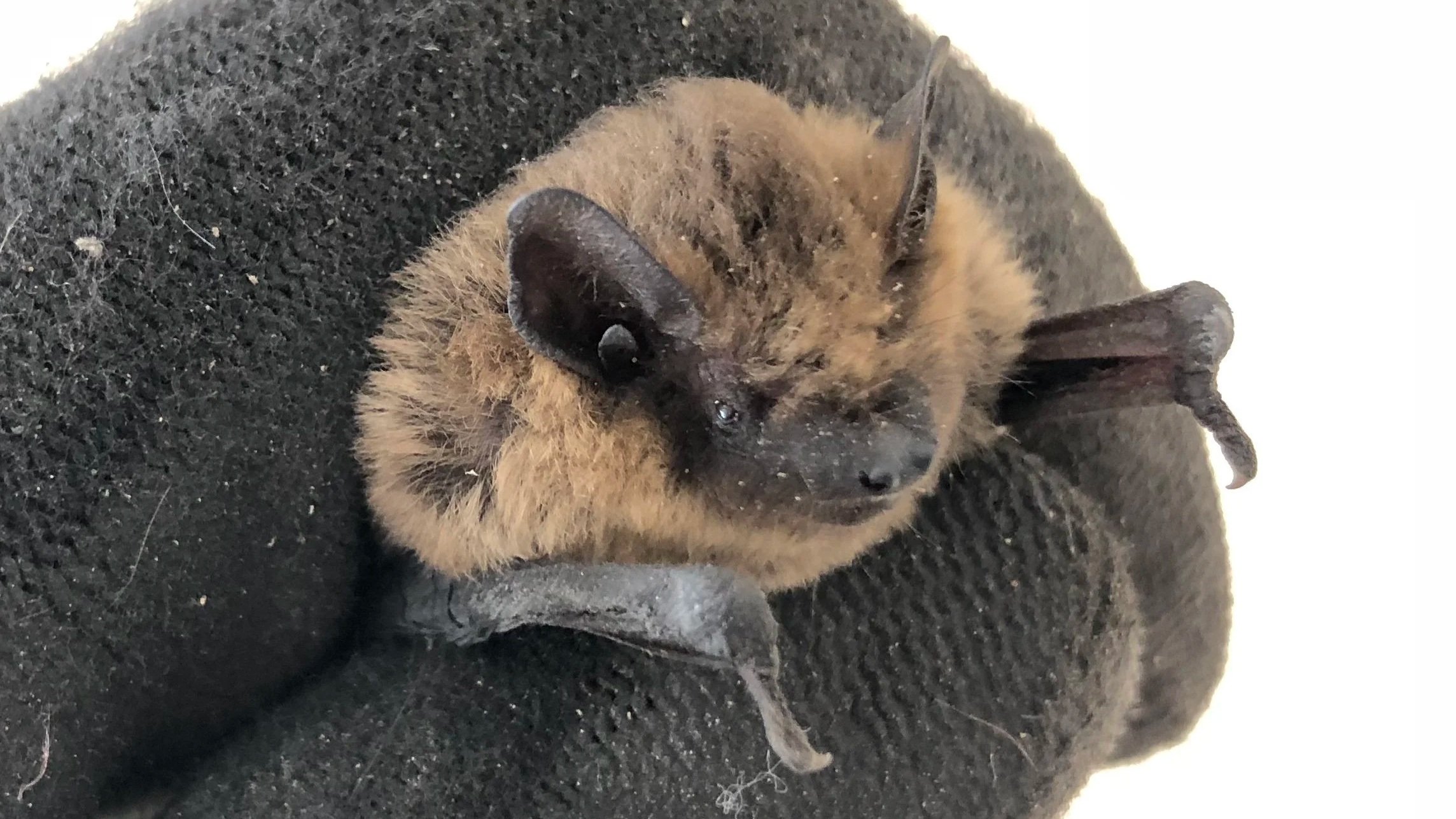 How to Get a Bat Licence - Advice for Arborists looking to work in the ecological industry 