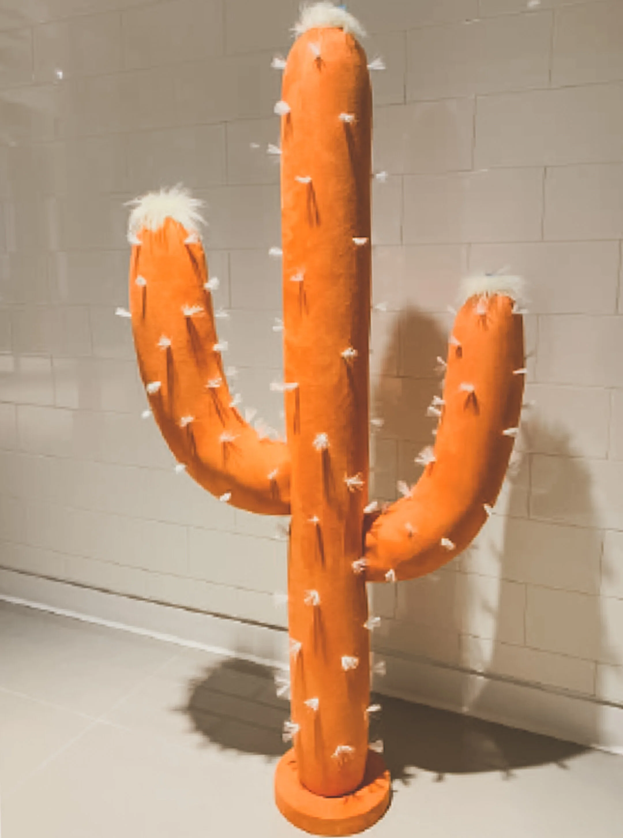 cacti 2.JPG