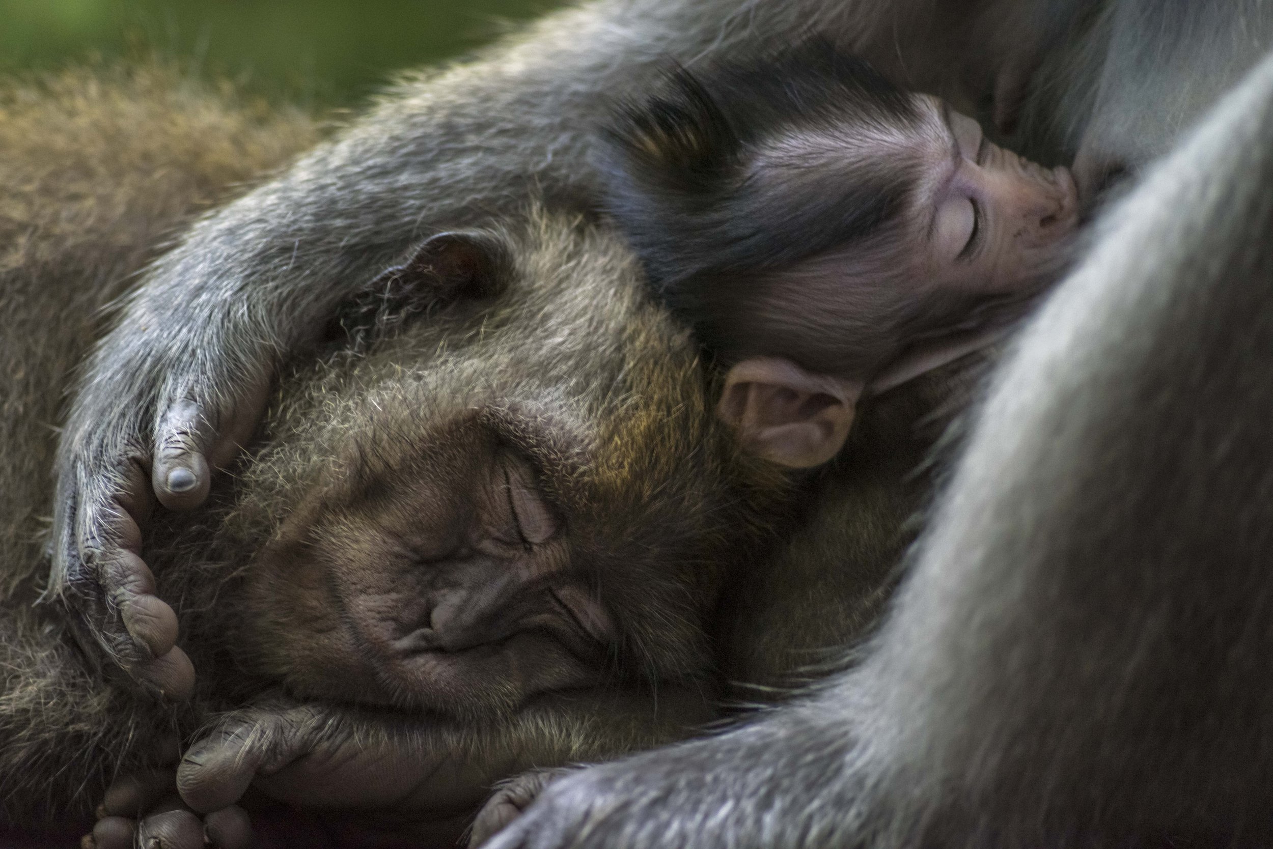 Long-tailed macaques enjoy the warmth of each other during a hot day in Bali, Indonesia.