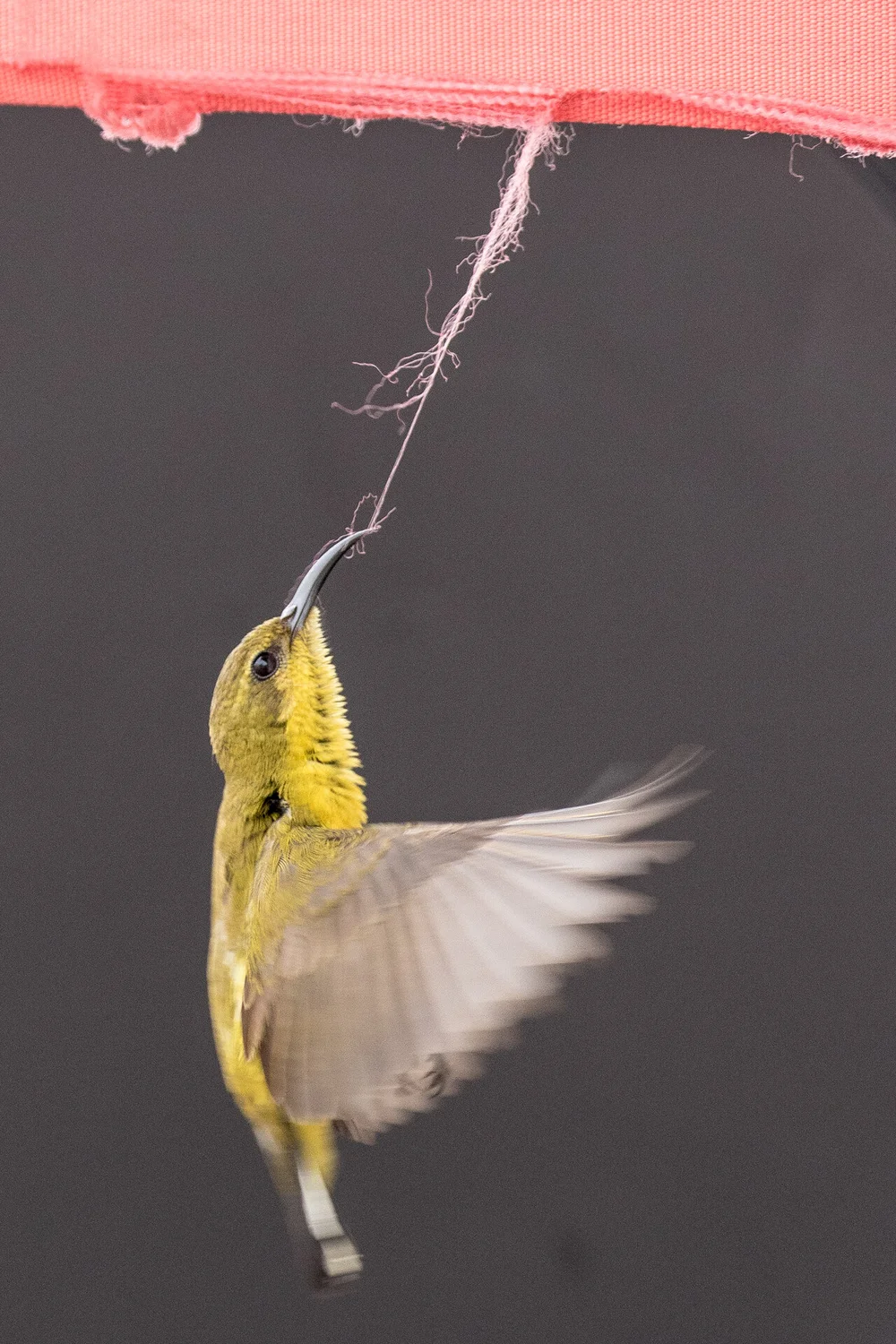 World Nature Photography Awards 2020, #L&#8217;orango è il protagonista del World Nature Photography Awards 2020