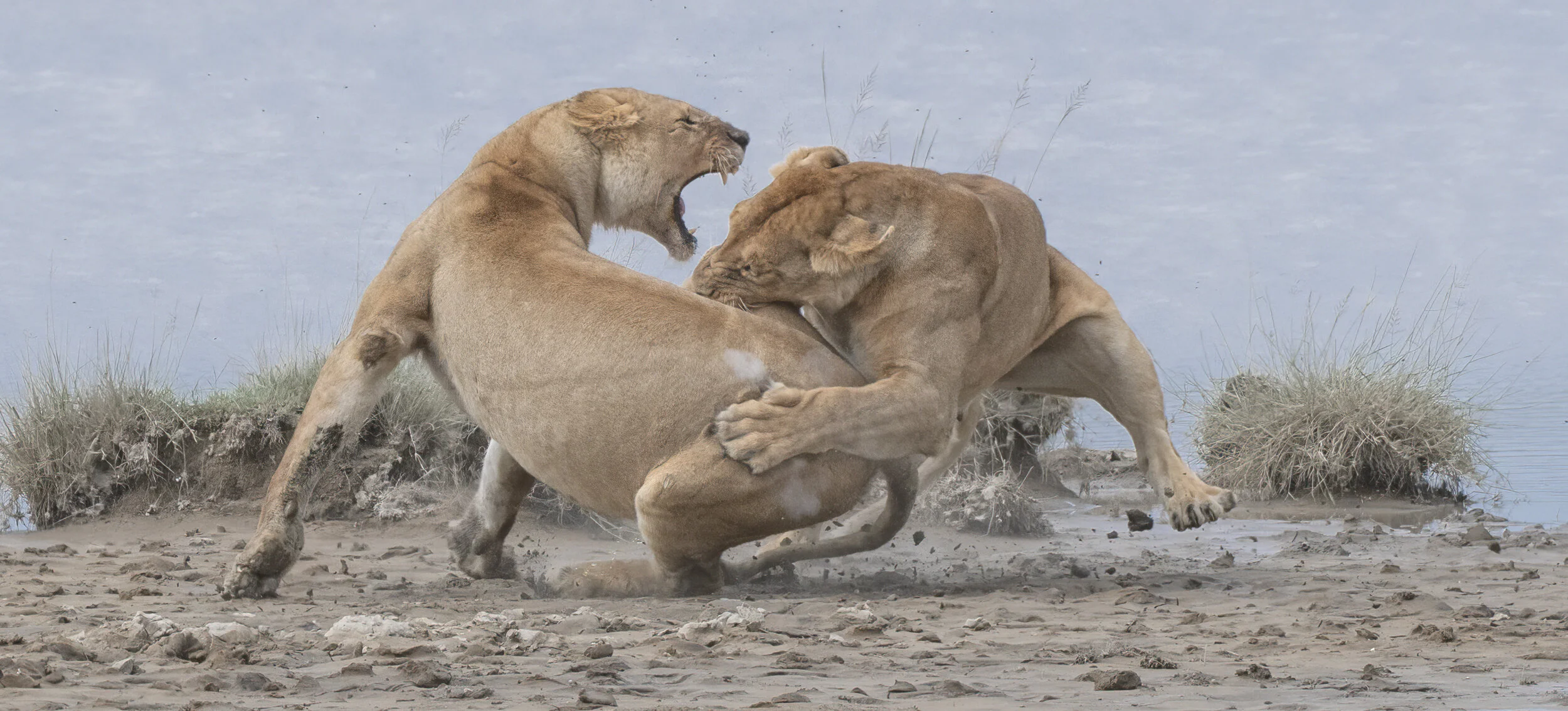 World Nature Photography Awards 2020, #L&#8217;orango è il protagonista del World Nature Photography Awards 2020