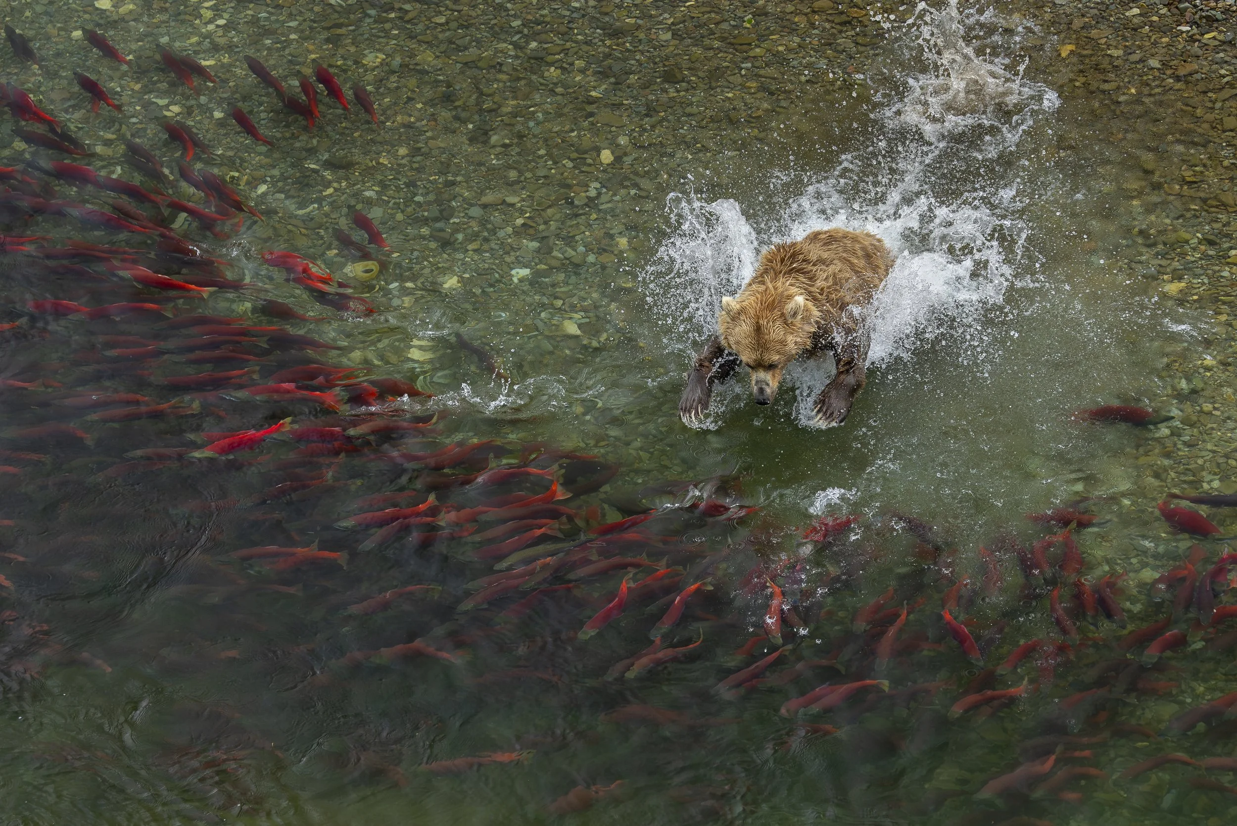 GOLD©Charlie Wemyss-Dunn_Splash.jpeg