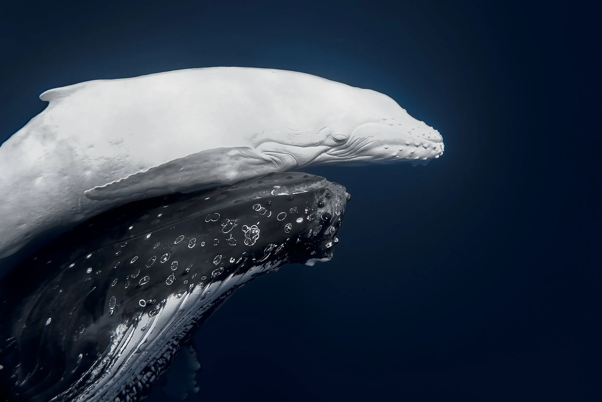 GOLD and World Nature Photographer of the Year©Jono Allen_Mãhina.jpg
