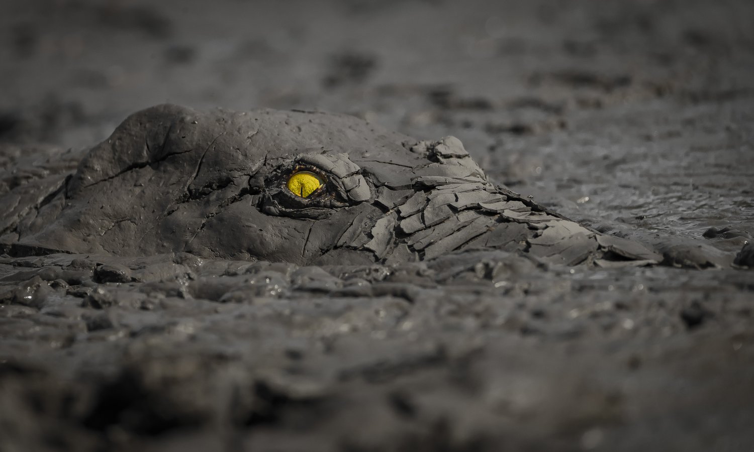 World Nature Photography Awards winners Jens Cullmann's photograph of a crocodile in the mud
