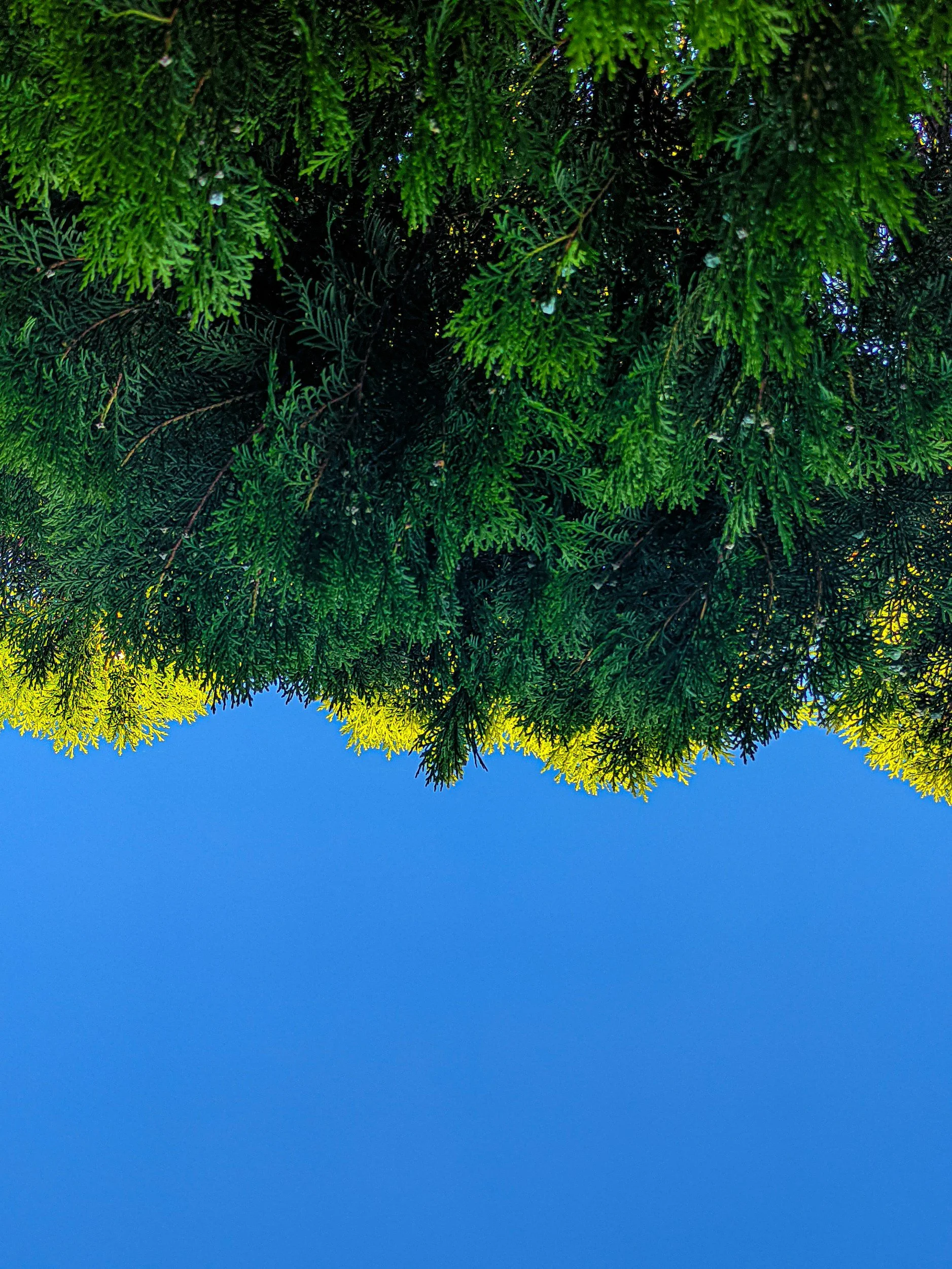 A clear blue sky with green tree branches at the top of the image, taken from below.